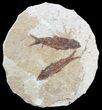 Fossil Fish (Knightia) Multiple Plate - Wyoming #53912-1